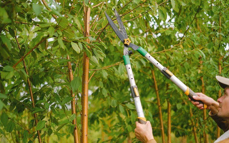 Tree trimming in Richvale, CA